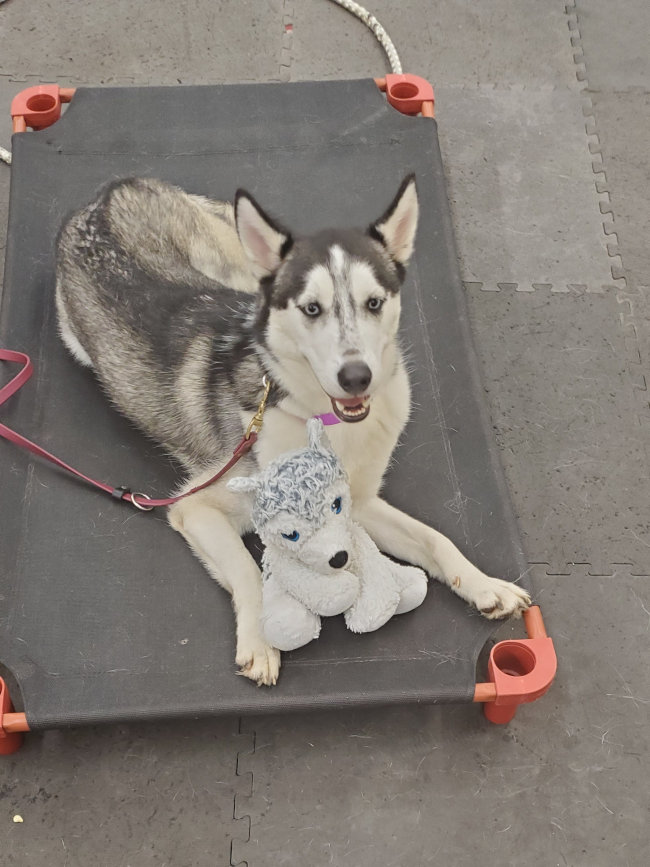 Overnight Dog Boarding in Houston, Texas