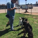 Obedience Training