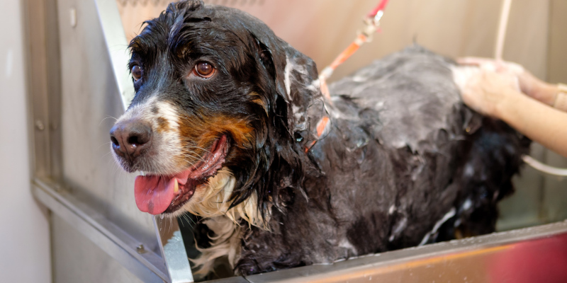 Dog Grooming in Houston, Texas