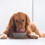 Raw Dog Food