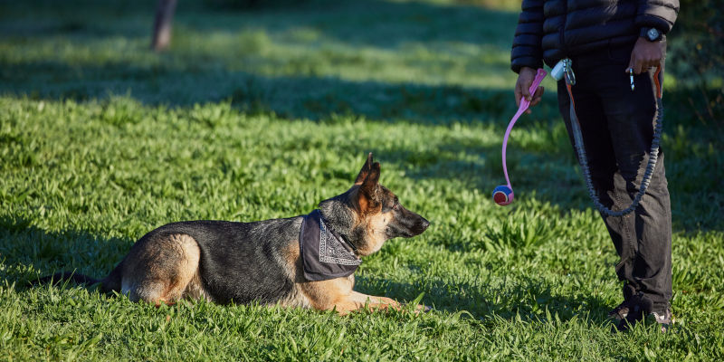 Reactive Dog Training in Houston, Texas
