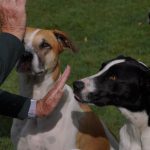 Dog Behavior Training