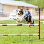 Agility Training for Dogs