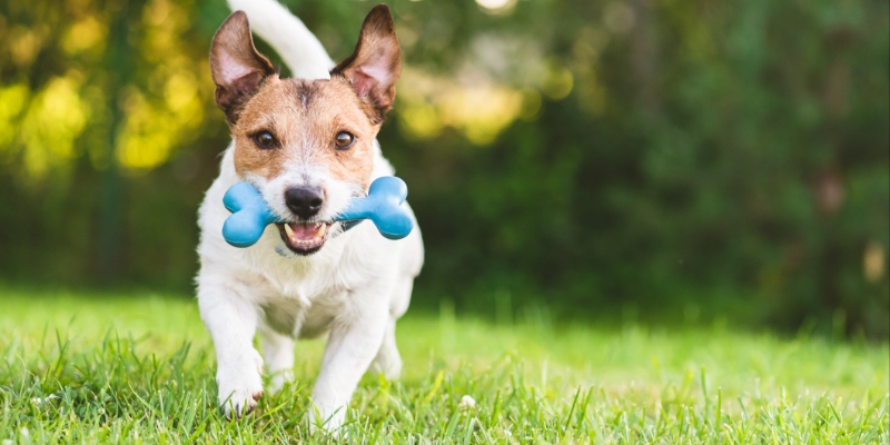 How to Choose the Right Dog Boarding Facility